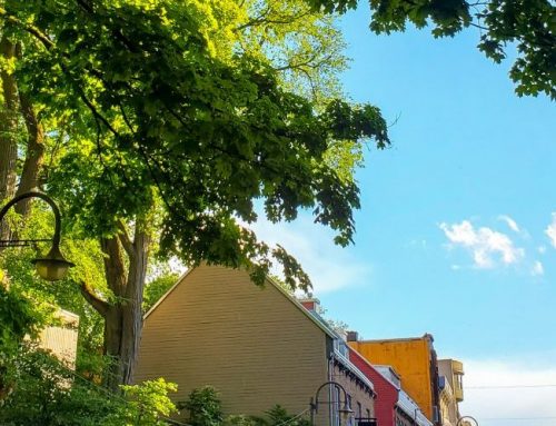 La Ville distribue 2 000 arbres aux citoyens de Québec