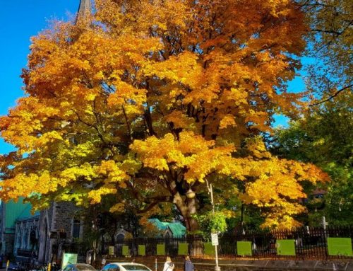 En septembre, la Ville distribue 2 000 arbres aux citoyens de Québec